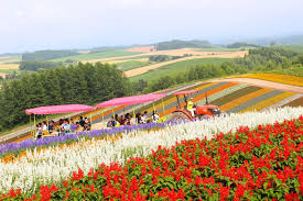「美瑛町」の画像検索結果
