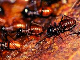 Drywood termites can find their way into a home at any level. Drywood Termites And Subterranean Termites Killem Pest