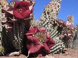 Image result for Hoodia currorii