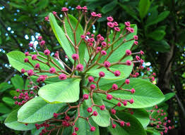 Image result for Euphorbia grantii