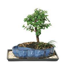 X research source peter mcmahon, <i>return to lilliput</i>, in <i>growing today</i>, pp. Brussel S Bonsai Dwarf Jade Bonsai In Water Pot Dt 9050wp The Home Depot