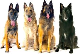 They are a very beautiful, energetic, responsive and intelligent herding dog that can live up to 12 years. Belgian Malinois Laekenois Groenendael Tervuren Belgian Shepherd Dog