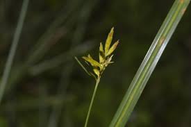 Image result for Cyperus tenuiculmis
