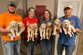 Izzy, holly, marcy and lulu and our moyen poodel morty in marion, iowa. Iowa Goldendoodle Dandys Home Facebook