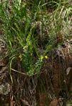 Image result for Pearsonia cajanifolia