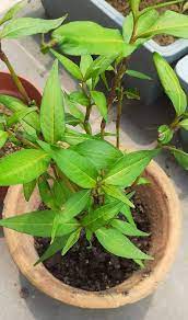 Langkah awal adalah mencari indukan daun kesum yang cukup kuat dan nampak sehat. Tanam Kesum Ada Banyak Teknik Pilih Je Mana Cara Yang Suka Keluarga