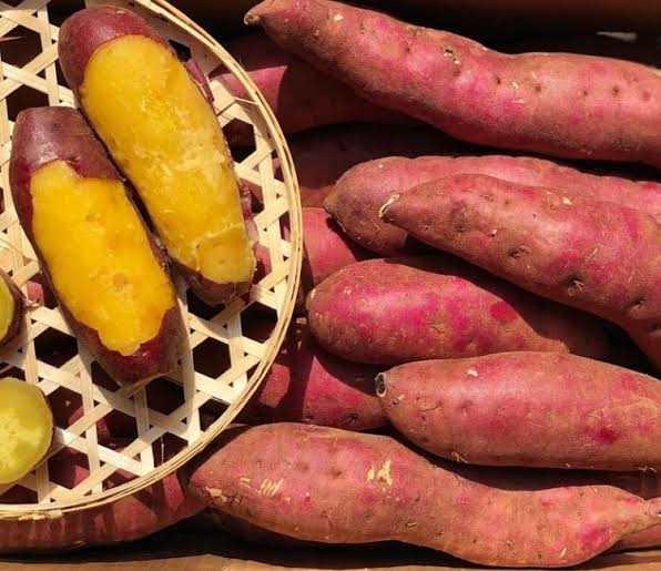 KHOAI LANG NHẬT/ JAPANESE SWEET POTATO - Yuth Farm - Bring you the fruit of  pure heart