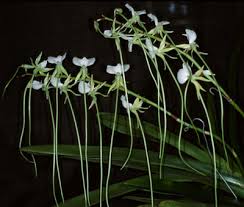 Image result for Summerhayesia zambesiaca