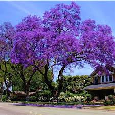 Image result for Jacaranda mimosifolia