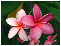 Frangipani Flower Frangipani Flowers Frangipani Tattoo