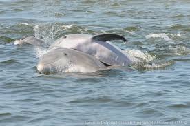 Reproductive Behavior In Bottlenose Dolphins