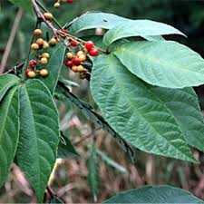 Image result for Allophylus pseudopaniculatus