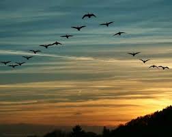 Birds Flying In The Sky Sunset Pin By Elizabeth Kennedy On Photography Bird Migration Birds Flying Bird Pictures