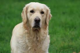 Chien Golden Retriever S'meredith De La Tombée De La Nuit