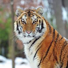 Find over 100+ of the best free animal images. What We Know About The Bronx Zoo Tiger With Covid 19 And How The Disease Affects Other Animals Vox