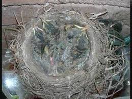 Baby Robins From Egg To Empty Nest