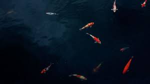 Jun 25, 2021 · dilansir melalui yourchinesastrology,mimpi ikan berhubungan dengan keberuntungan dan kekayaan. Arti Mimpi Melihat Ikan Tidak Selalu Berhubungan Dengan Kekayaan Loh