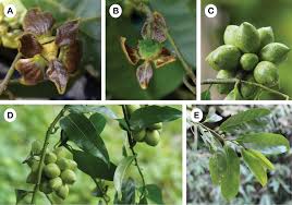 Image result for Artabotrys modestus