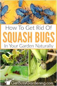 How to prevent squash vine borers. How To Get Rid Of Squash Bugs Naturally Using Organic Control Methods