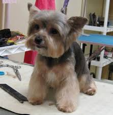 Mission Bay Pet Salon Wash Yelp Yorkie Dogs Yorkie Puppy Yorkie Haircuts