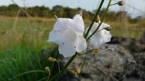 Image result for Micrargeria