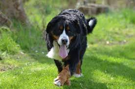 Bernese Mountain Dog Bernese Mountain Dog Breed