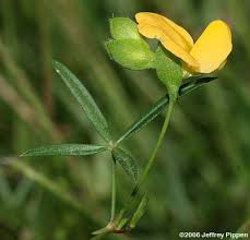 Image result for Zornia setosa