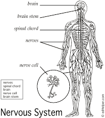 Nervous system diagram labeled written by pelvic diagram tuesday, may 18, 2021 nervous system diagram labeled. Name Date