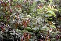 Image result for Acacia ataxacantha