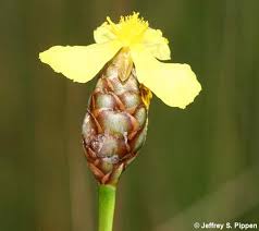 Image result for Xyris parvula