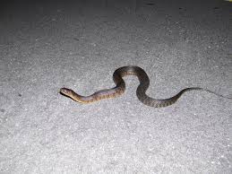 Adults are large, heavy bodied snakes and have a uniformly greenish brown dorsum with a pale whitish unmarked belly. Florida Green Watersnake Reptiles Of Alabama Inaturalist