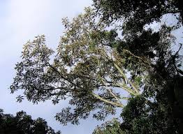 Image result for Polyscias fulva