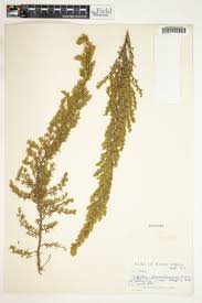 Image result for Cliffortia linearifolia