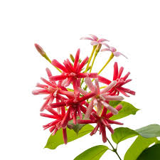 Image result for Combretum indicum