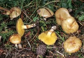 Image result for Suillus punctipes