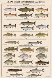 Great Lakes Sportsmens Game Fish Poster Freshwater Fish