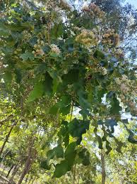 Image result for Vernonia colorata