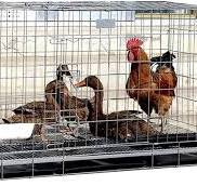 Amazon.com: ACIYD Gallinero Villa Casa de aves de corral ...