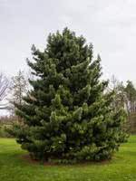 We did not find results for: Korean Pine For Sale Treetime Ca