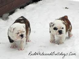 Bulldog puppies for sale., columbus, ohio. English Bulldog Puppies For Sale In Ohio Redwhiteandbulldogs Com Youtube