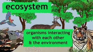 Biotic And Abiotic Factors In An Ecosystem Video What Is An Ecosystem Ecology And Environment The Virtual School Ecosystems Homeschool Science Science Teaching Resources