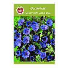 Image result for Geranium bohemicum Orhcid Blue
