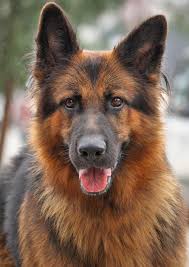 Long haired german shepherd temperament. Long Haired German Shepherd Rescue Off 73 Www Usushimd Com