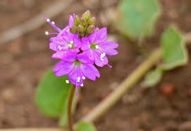 Image result for Nyctaginaceae