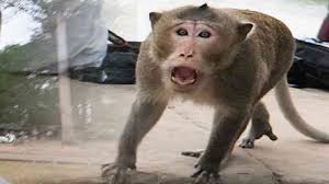 Big Challenge For Civic Agencies To Overcome Monkeys And Pigeons Of  Lutyen's Zone - Amar Ujala Hindi News Live - G-20 Summit :लंगूर के कटआउट से  खेल रहे बंदर, पौधों पर मंडरा