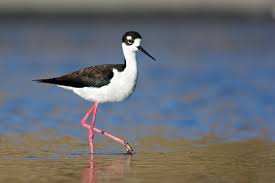 Black Bird With Blue Head And Neck Graceful And Elegant Sea Birds Shorebirds Black Neck