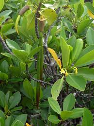Image result for Rhizophora mucronata