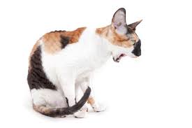 Salmonella, pyometra (infection of the uterus), abscess. Cat Vomiting Causes And Treatment We Re All About Cats