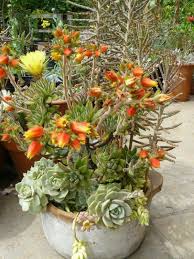 35 Wundervolle Deko Ideen Fur Den Garten Mit Sukkulenten Sukkulenten Garten Ideen Bluhende Sukkulenten
