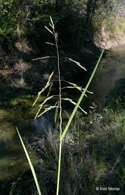 Image result for Leersia